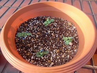 CIMG8308.JPG