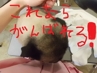 CIMG8647.JPG