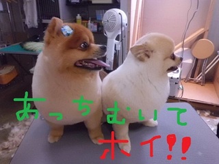 CIMG8911.JPG