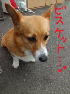 CIMG9037.JPG