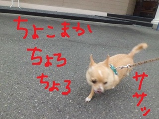 CIMG9038.JPG