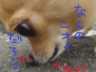 CIMG9043.JPG